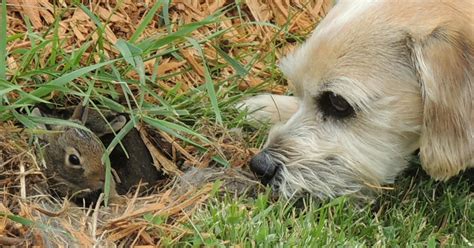 Baby bunny nest in your yard? Here's how to protect it.