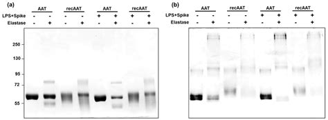 Boosted Pro-Inflammatory Activity in Human PBMCs by Lipopolysaccharide ...