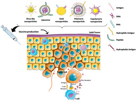 Recent Trends and Opportunities for the Targeted Immuno-Nanomaterials ...