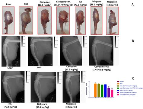 The Protective Effect of New Carnosine-Hyaluronic Acid Conjugate on the ...