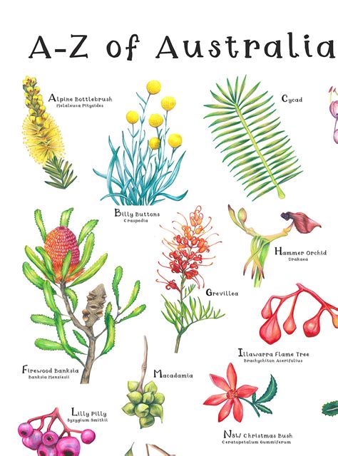 Australian Native Flowers List Pictures at Emmanuel Jones blog