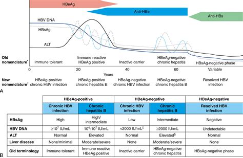 Phases Of Hepatitis