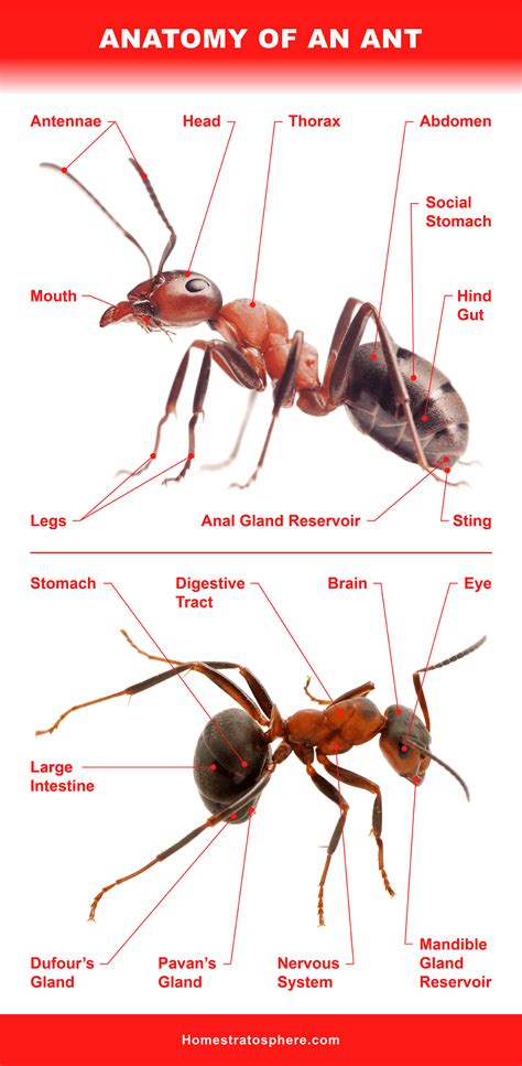 Anatomy Of An Ant Ants Anatomy Ant Insect