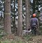 Image result for How to Fell a Tree Leaning in Opposite Direction