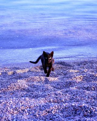 Download wallpaper sea, cat, beach, section cats in resolution 320x400