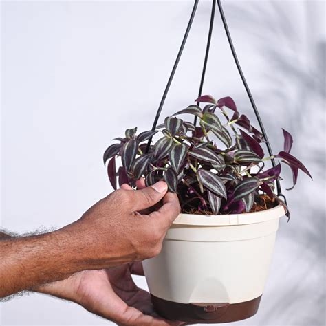 Buy Wandering Jew Plant in Hanging Pot | Safe Home Delivery | Ugaoo