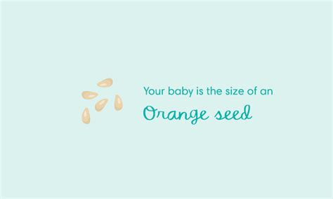 5 Weeks Pregnant - Pregnancy Symptoms & Baby Growth - Pampers India