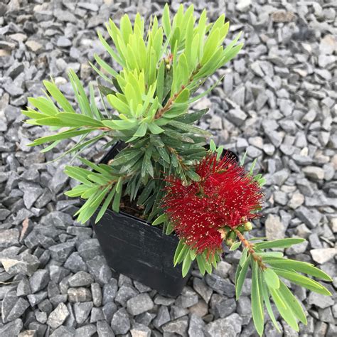 Callistemon 'Little John' - Dwarf Bottlebrush (4.5" Pot) | Little ...