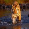 Which statement is true when a DROP TABLE command is executed on a ...