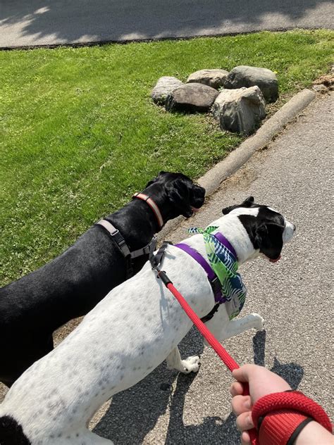My two Great Danes Marley (the spotted one) and moose( the smaller one ...