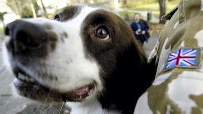 Retired RAF Police dog Hertz awarded Dickin Medal - in pictures | The ...