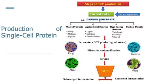 Single Cell Protein.pptx