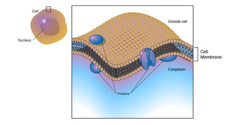 Kuvatulokset haulle plasma membrane facts