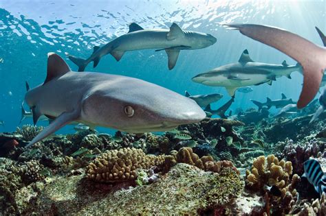 Coral Reefs Great White Sharks How To Identify An Individual Great