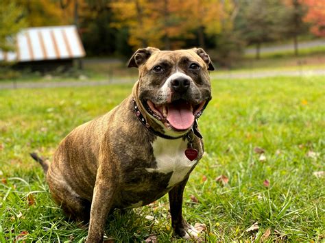 Staffordshire Terrier & American Staffy Ownership Guide