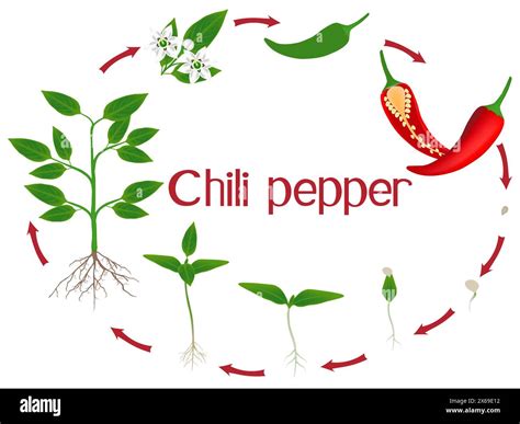 Chili pepper plant growth stages isolated on white background Stock ...