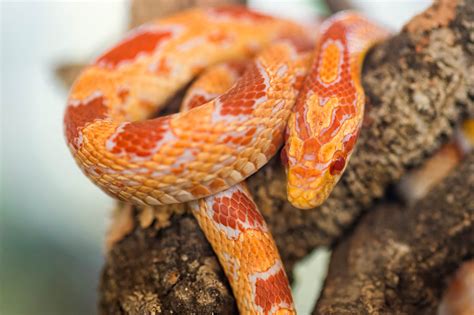 Corn Snake Albino Morphs