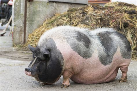 Big Fat Pig, Animal Farm, Ballito Free Stock Photo - Public Domain Pictures