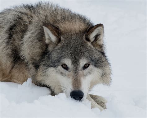 Download Face Lying Down Snow Winter Animal Wolf HD Wallpaper