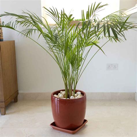 Parlor Palm Care Guide - The Contented Plant