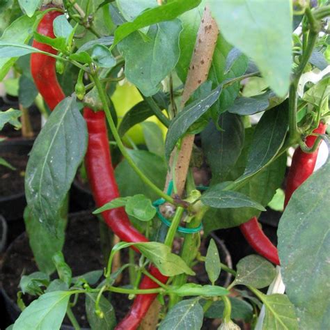 Chilli Pepper 'Westlandse Lange Rode' (Capsicum annuum) organic seeds