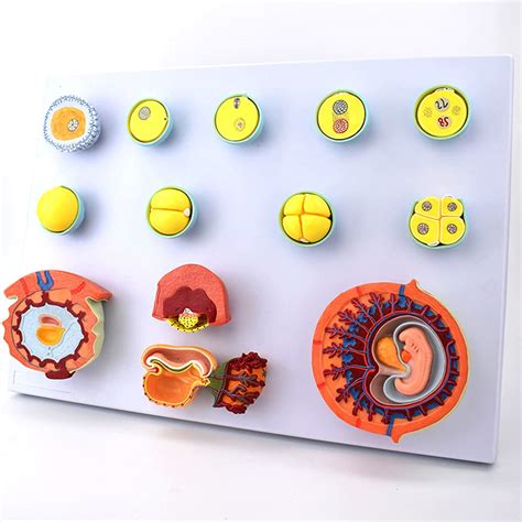 Buy WWJJLL Medical Model, Egg Cell Fertilization And Early Embryonic ...