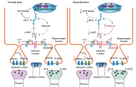 Advance online | Biomolecules and Biomedicine