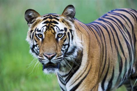16 of the Fiercest Apex Predators in the World