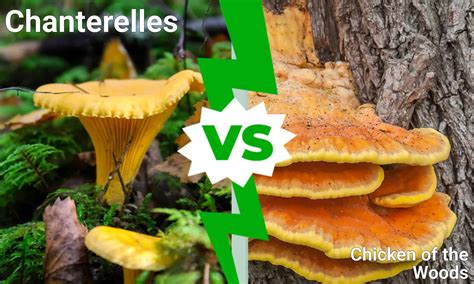 False Chanterelle Jack O Lantern Mushroom Vs Chanterelle at Orville ...