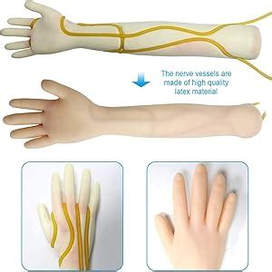 GD ANATOMICALS® IV Arm Injection Training Kit – Realistic Phlebotomy ...