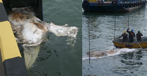 6m-long baleen whale carcass found floating in Tanjong Pagar, 1st in S'pore in 10 years ...