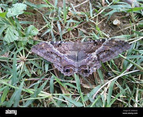 Black Witch (Ascalapha odorata) Insecta Stock Photo - Alamy