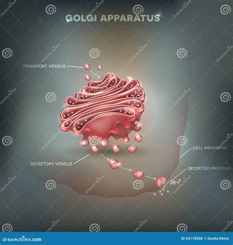 Golgi apparatus stock vector. Illustration of health - 63118508