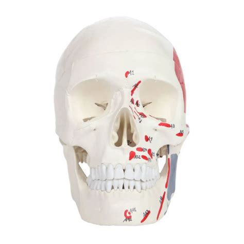 Human Skull Model With Painted Muscles Insertion & Origins - Life Size ...