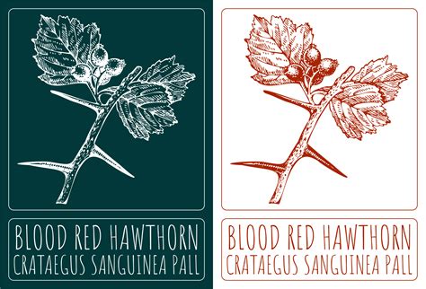 Drawings BLOOD RED HAWTHORN. Hand drawn illustration. Latin name ...