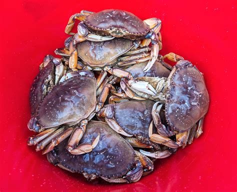 Catch Dungeness Crabs From a Kayak in Half Moon Bay » Where do I take ...