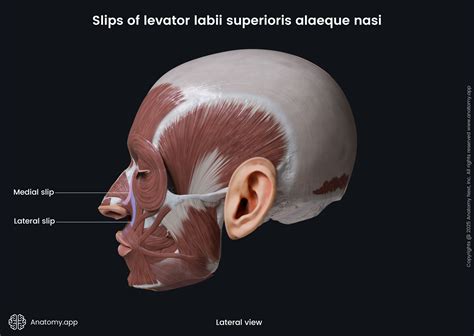 Levator labii superioris alaeque nasi | Anatomy.app