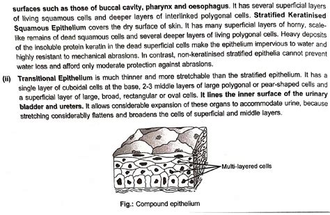 Explain simple and compound GLANDULAR epithelium... Don't misunderstand ...