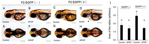 Transgenic Zebrafish Expressing Rat Cytochrome P450 2E1 (CYP2E1 ...