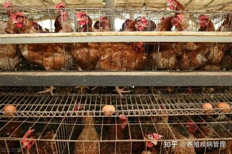 某家禽养殖场多级生产线输送生产线蛋鸡养殖场农业技术设备高清图片下载-正版图片505545643-摄图网
