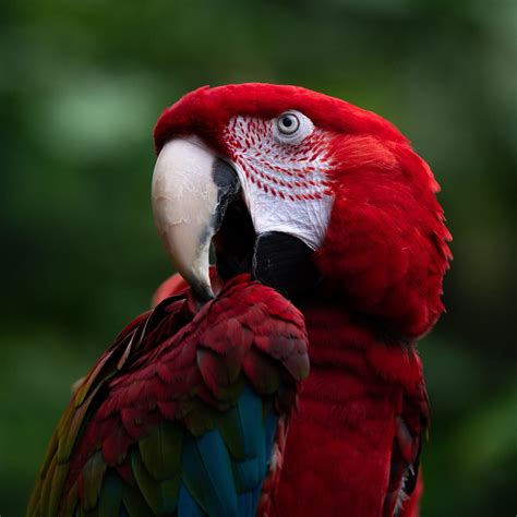 Buy Birds Supplements and Vitamins Online at Best Price in India ...
