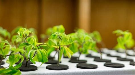 Cloning Examples 的图像结果