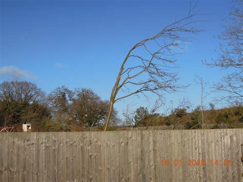 Image result for Pruning a Laburnum Tree