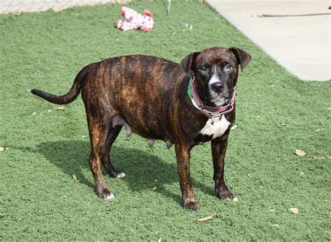How Long Are Dogs Pregnant | Dog Gestation Period