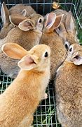 Image result for Weaning Rabbits