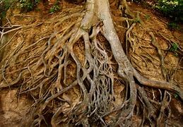 roots 的图像结果
