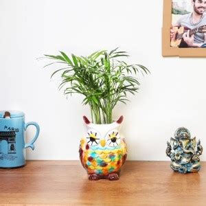 Floweraura Chamaedorea Plant Price in India - Buy Floweraura ...