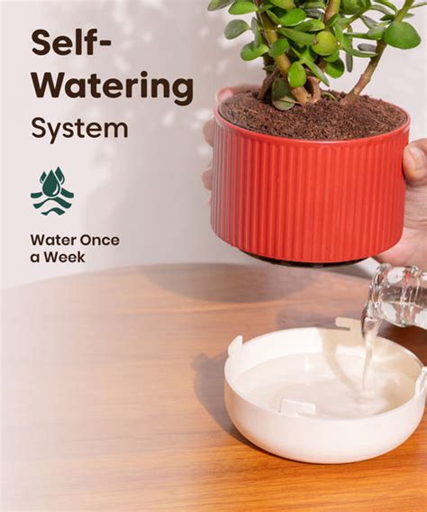 Shop Lucky Indoor Jade Plant (Crassula Ovata) Online - Jade Tree ...