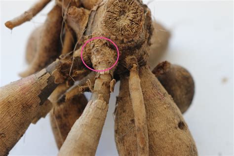 What Is A Dahlia Tubers | The Tube