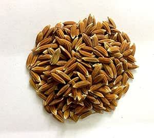 Buy Mall~Kerala : 100 Precious Seeds of Rarest Red Rice Paddy Red Sali ...